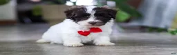 Havanese dogs for sale: Beau - Ad 4