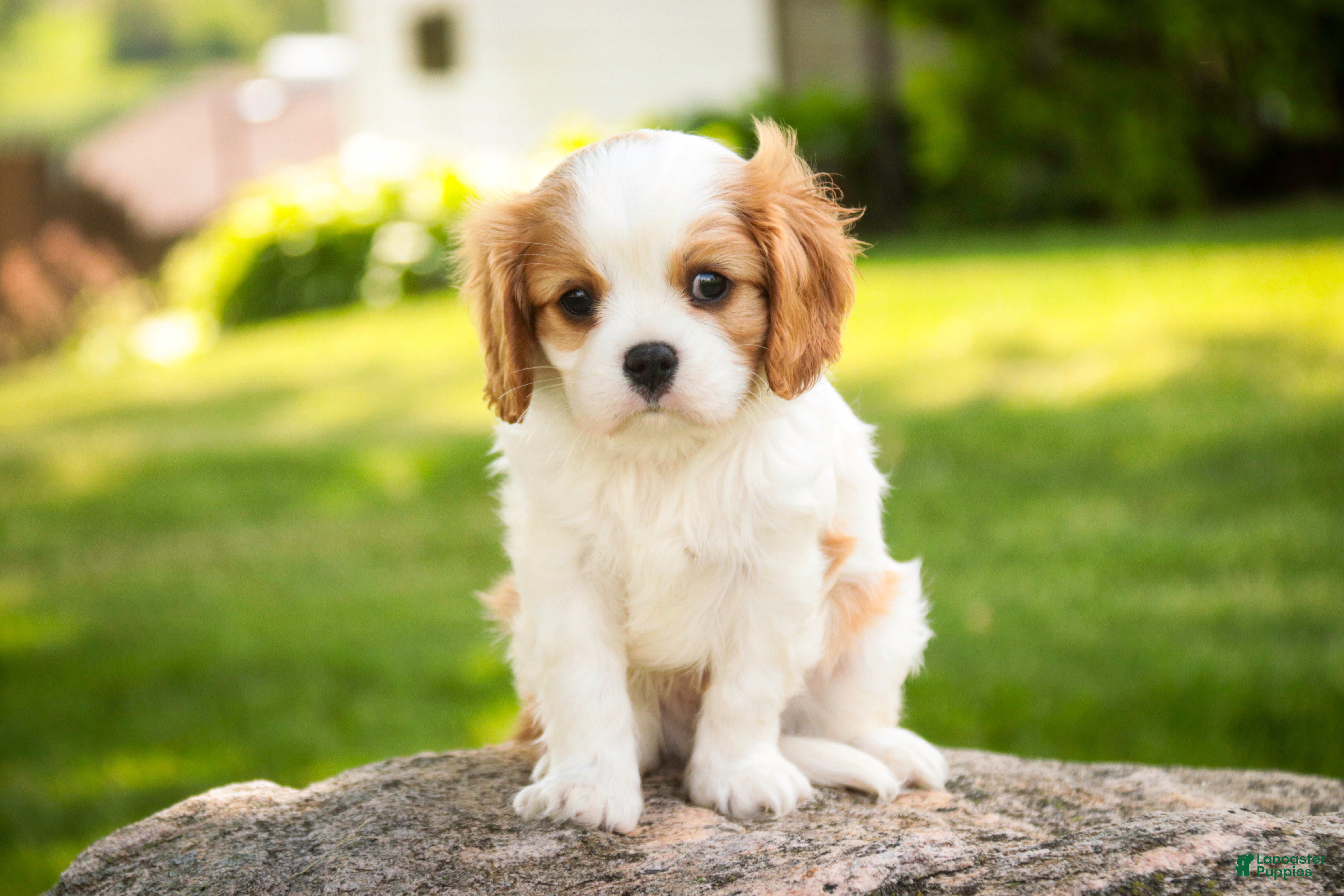 Cavalier King Charles Spaniel dogs Lars - Ad 2