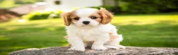 Cavalier King Charles Spaniel dogs for sale: Lars - Ad 2
