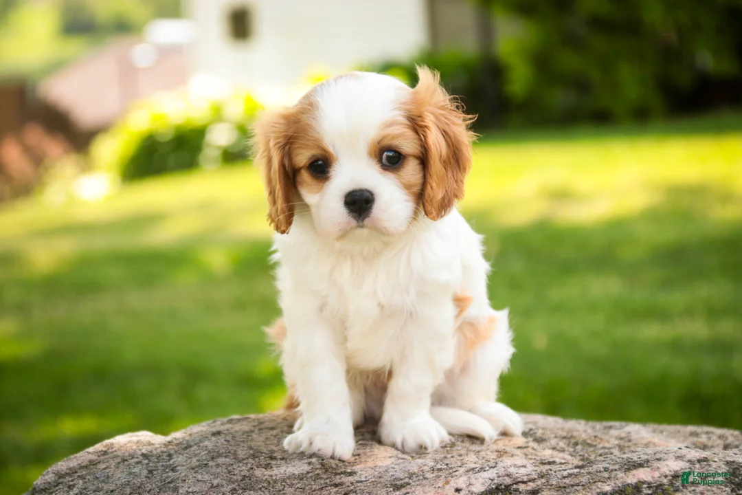 Cavalier King Charles Spaniel dogs for sale: Lars - Ad 2