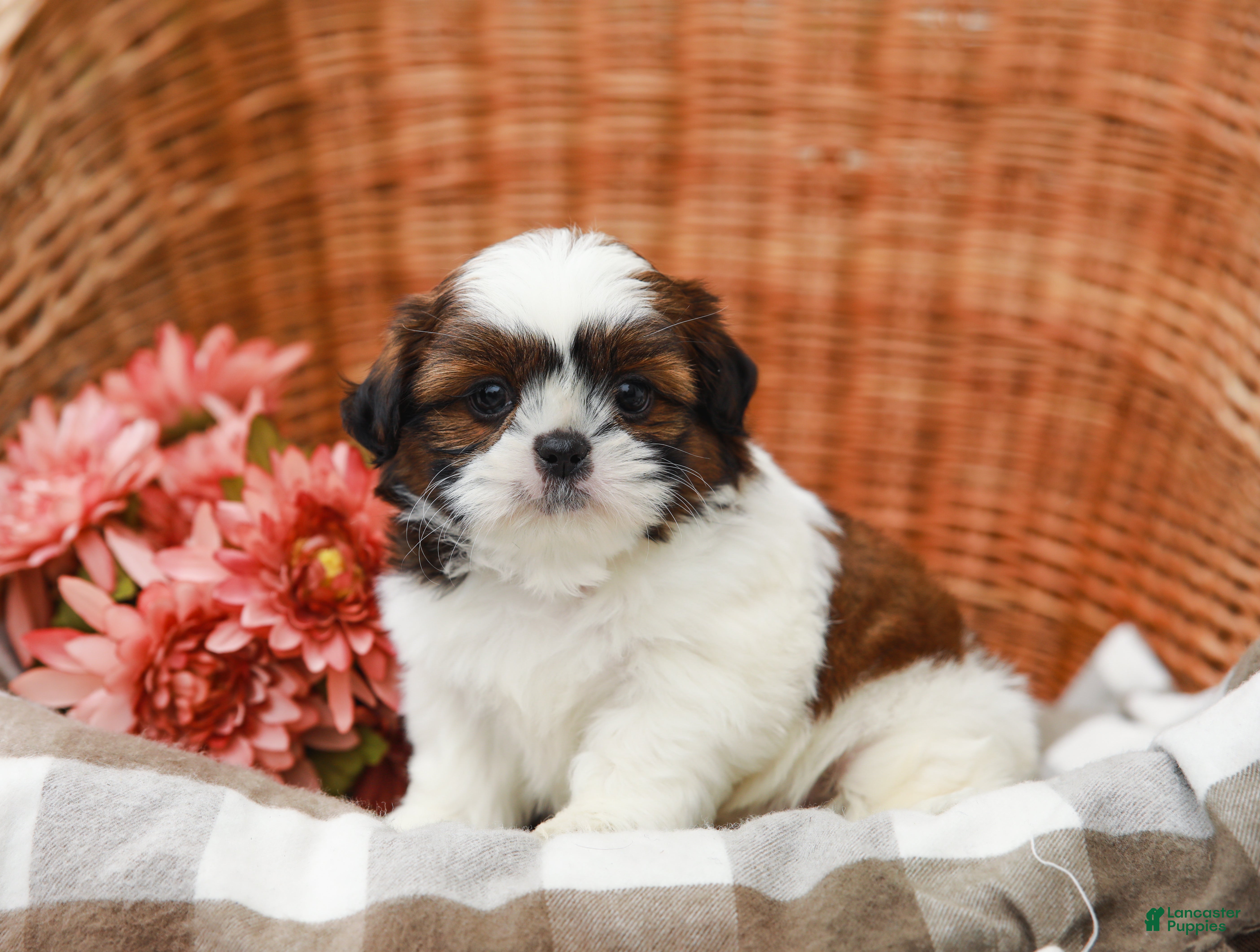 Shih Tzu dogs for sale: Tucker - Ad 4