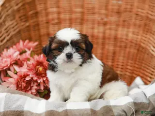 Shih Tzu dogs for sale: Tucker - Ad 4