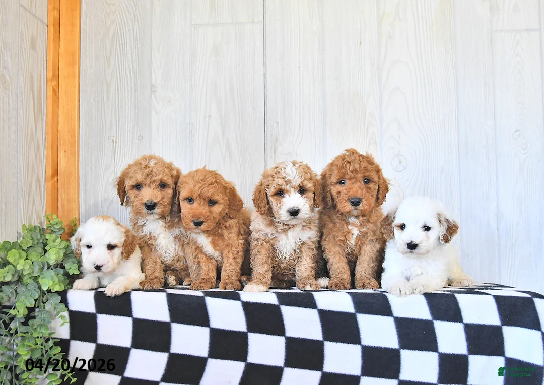 Mini Goldendoodle dogs for sale: Rocky - Ad 3
