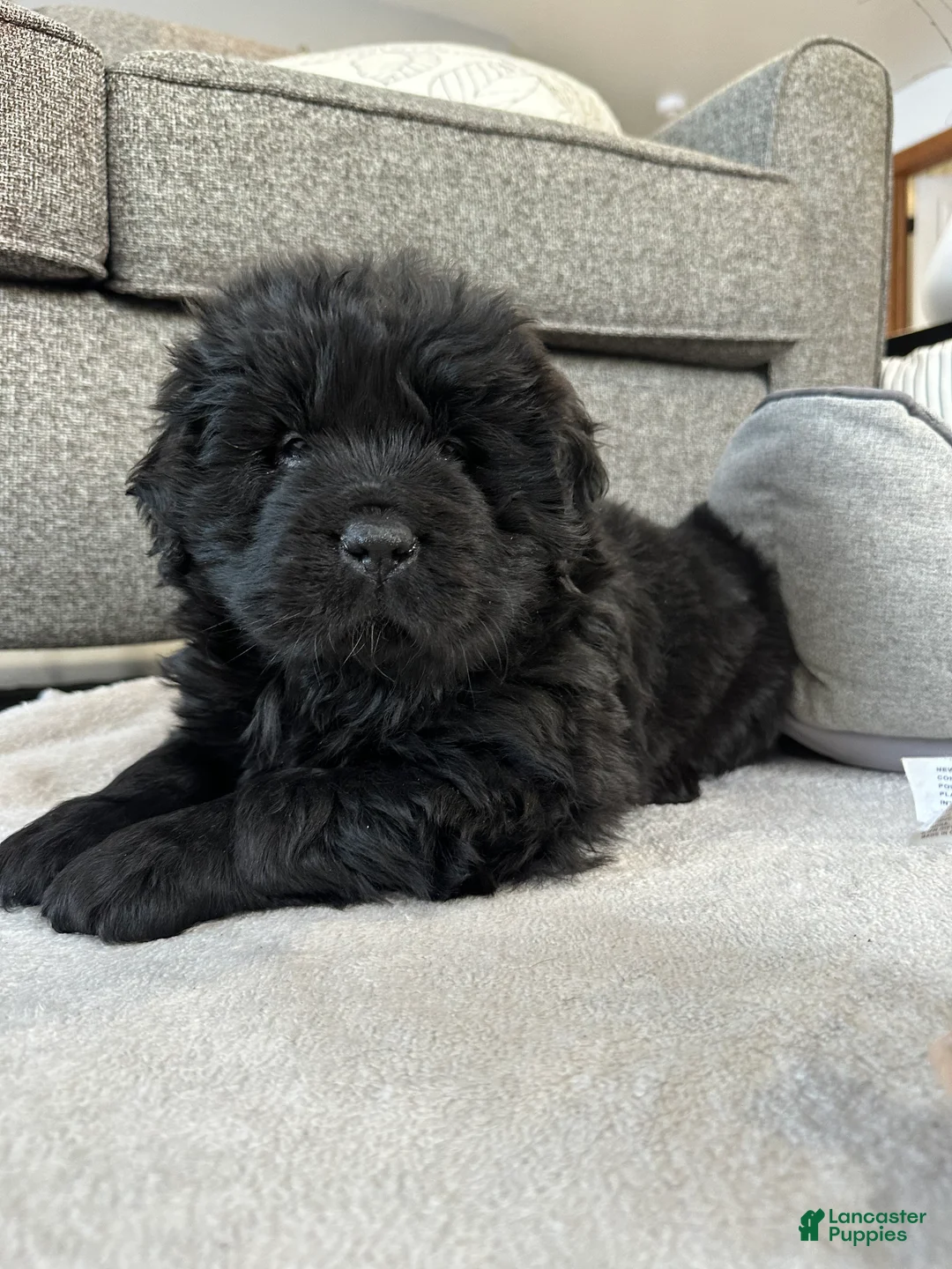 Newfoundland dogs for sale: “ Margo”  - Ad 5
