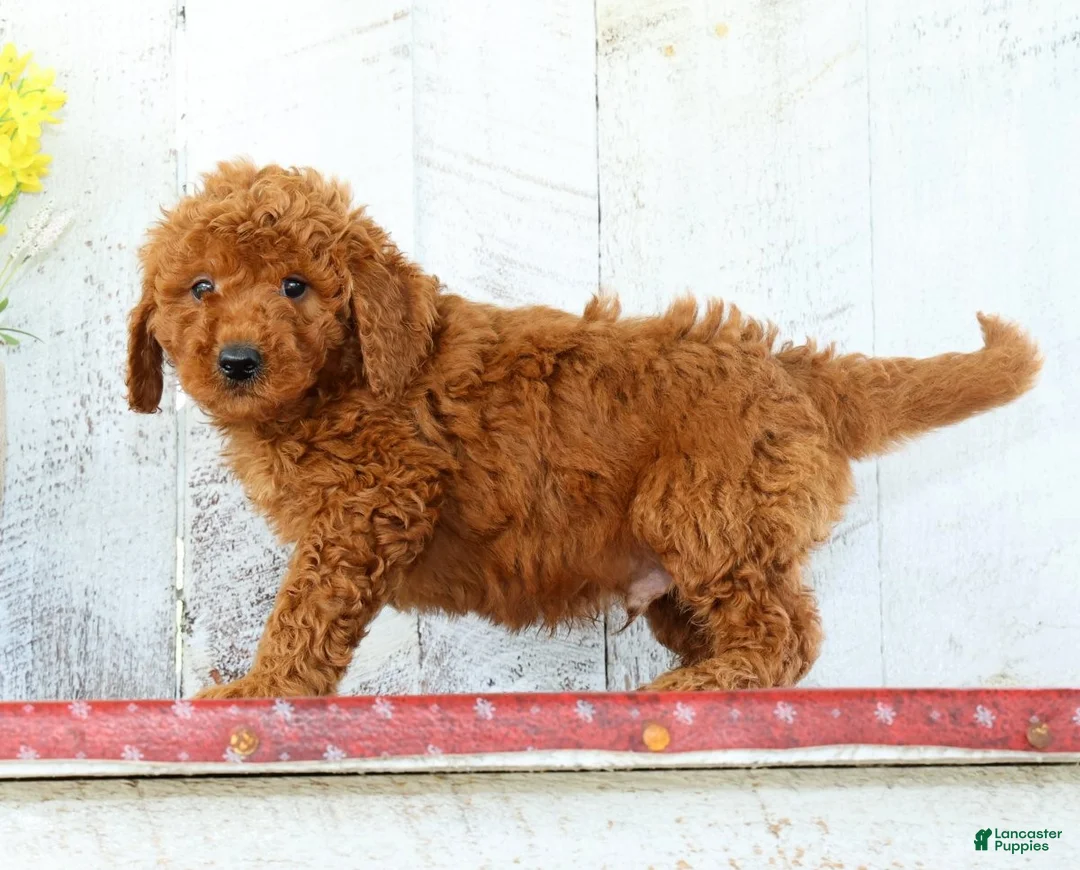 Mini Goldendoodle dogs for sale: Kaleb - Ad 5