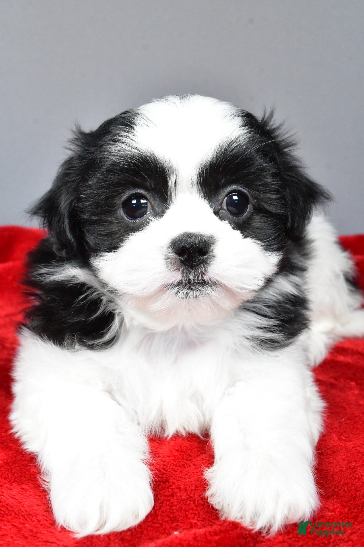 Teddy Bear dogs mikynlee - Ad 2