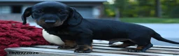 Miniature Dachshund dogs for sale: Wally - Ad 4