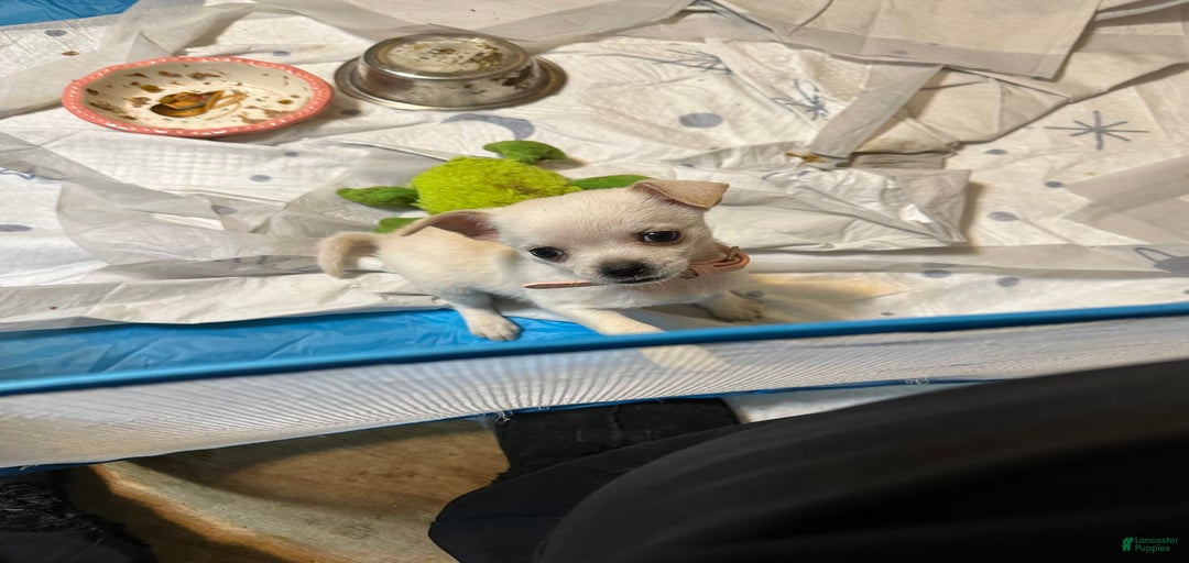 Gallery Image {{count}}