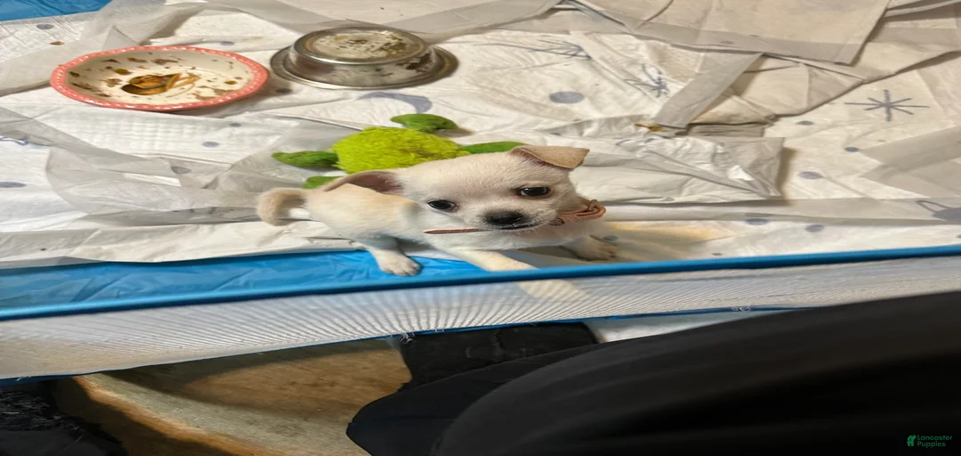 Gallery Image {{count}}