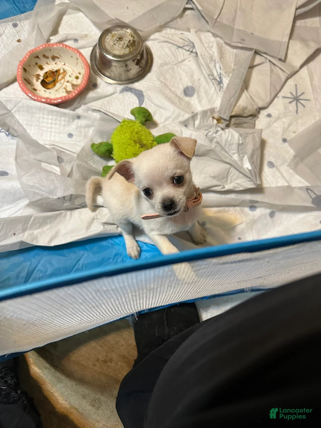 Gallery Image {{count}}