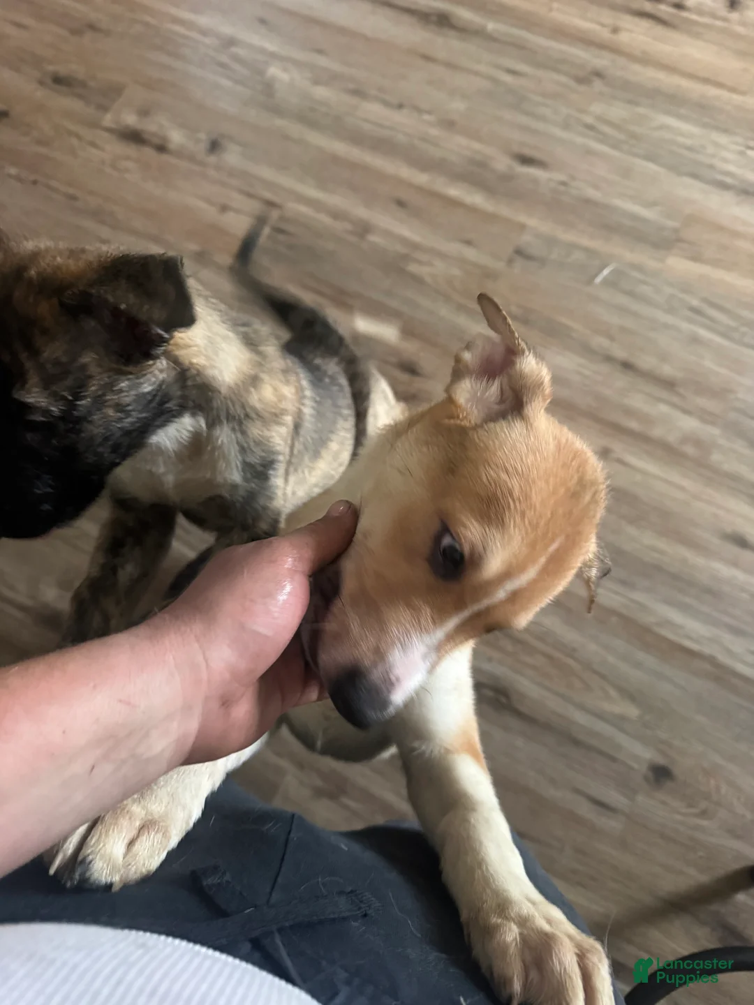 Mixed Breed dogs for sale:  Tank - Ad 9