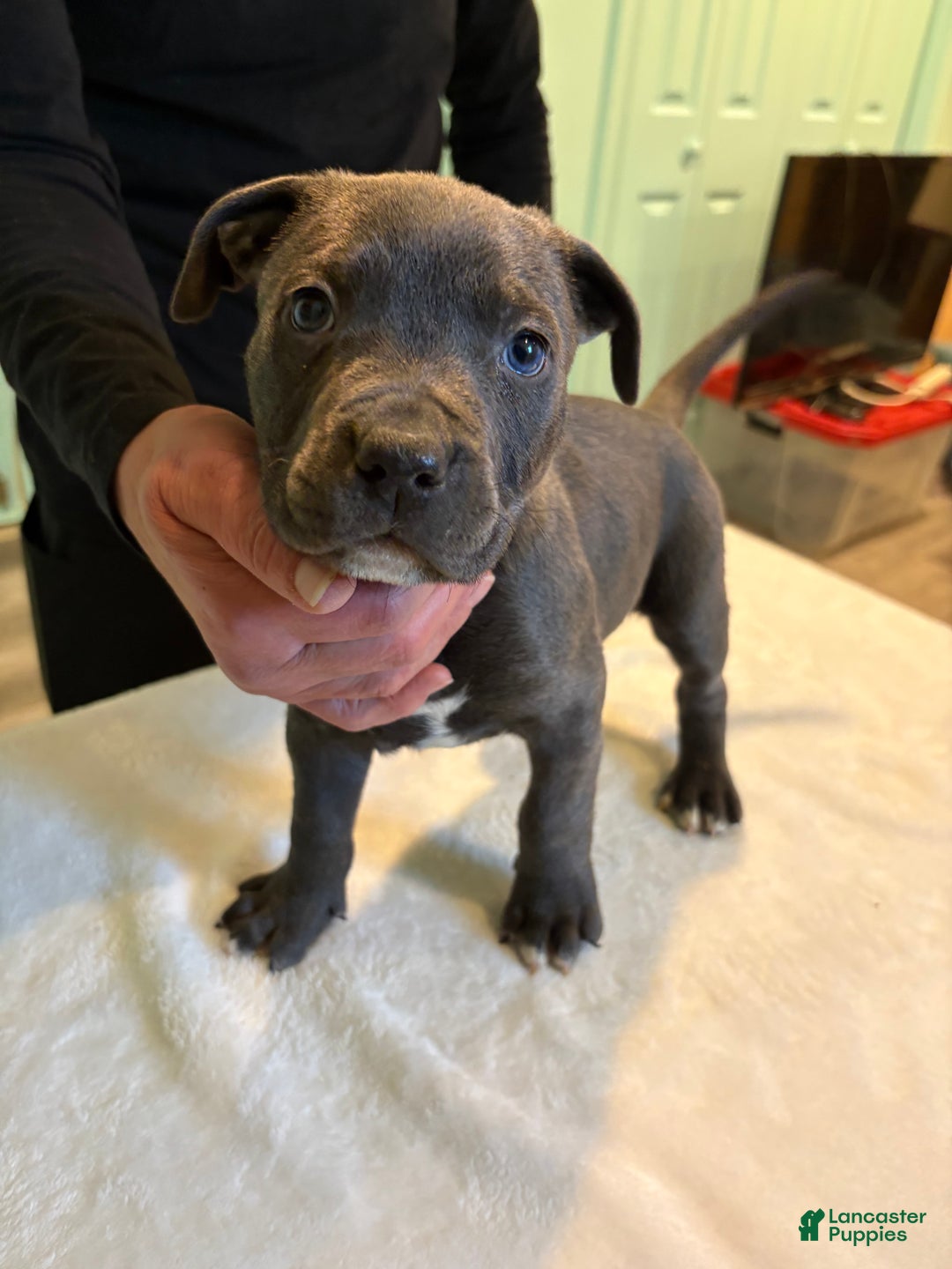 American Bully dogs for sale: American Bully Puppy 5 - Ad 1
