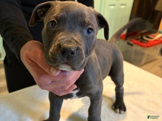 American Bully dogs for sale: American Bully Puppy 5 - Ad 3