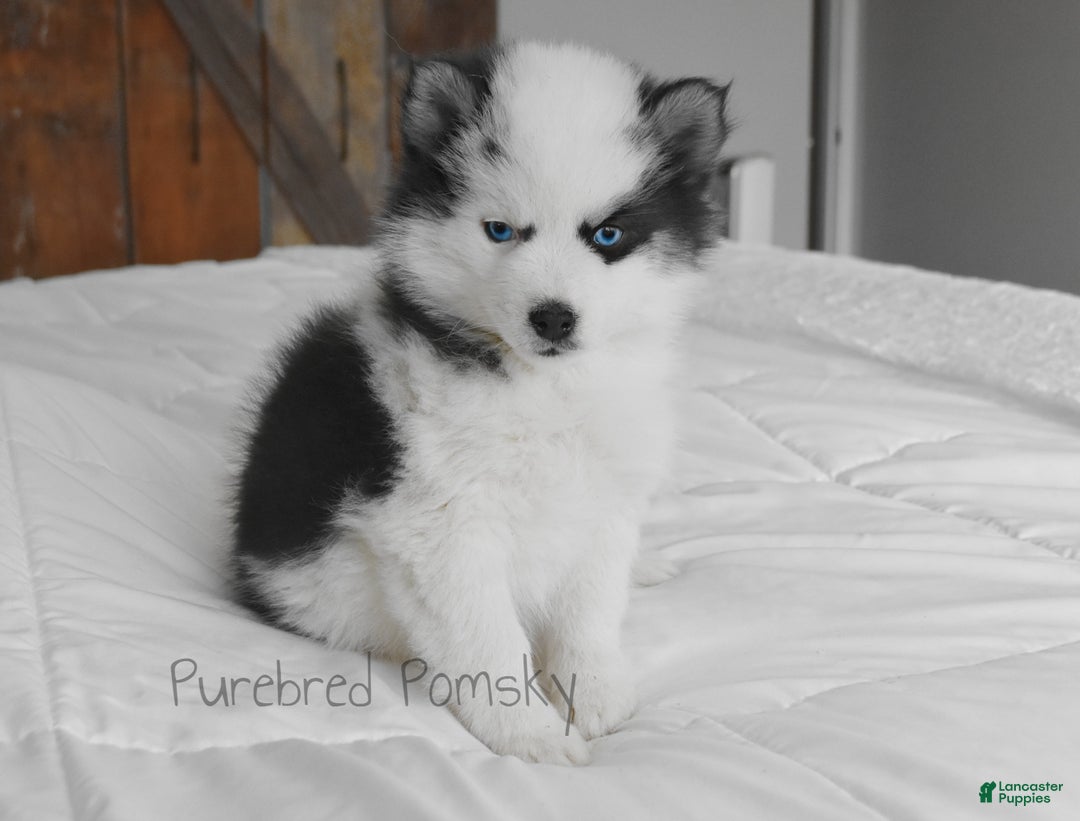 Pomsky dogs for sale: Bandit - Ad 3
