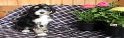 Bernedoodle dogs for sale: Tulip - Ad 8