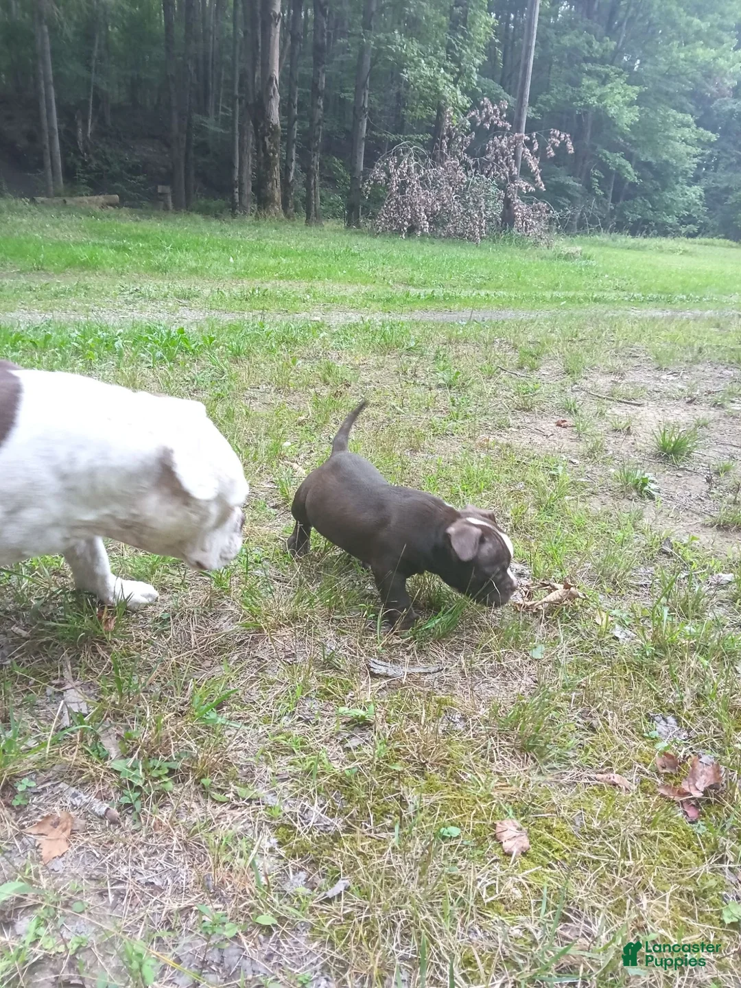 American Bully dogs for sale: American Bully 1 - Ad 2