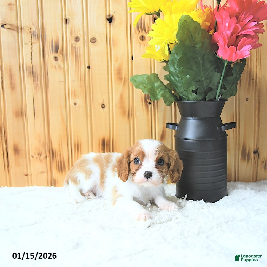 Cavalier King Charles Spaniel dogs Sweetheart - Ad 11