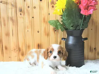 Cavalier King Charles Spaniel dogs Sweetheart - Ad 34