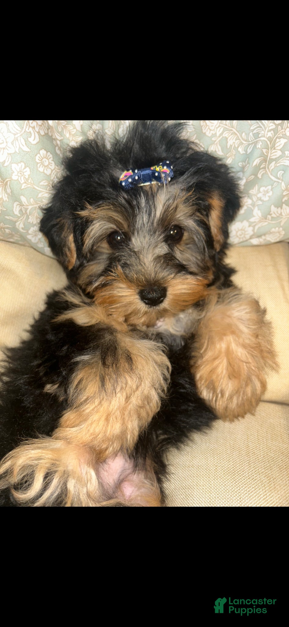 Yorkshire Terrier dogs Yorkshire Terrier Puppy 2 - Ad 12