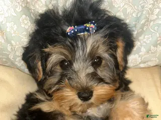 Yorkshire Terrier dogs Yorkshire Terrier Puppy 2 - Ad 7