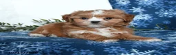 Shihpoo dogs for sale: Weston - Ad 4
