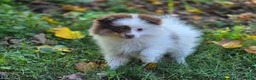 Pomeranian dogs for sale: Kibbles Pomeranian  - Ad 3