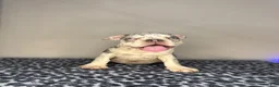 French Bulldog dogs for sale: French Bulldog 7 - Ad 3