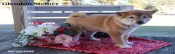 Shiba Inu dogs for sale: Irita - Ad 7