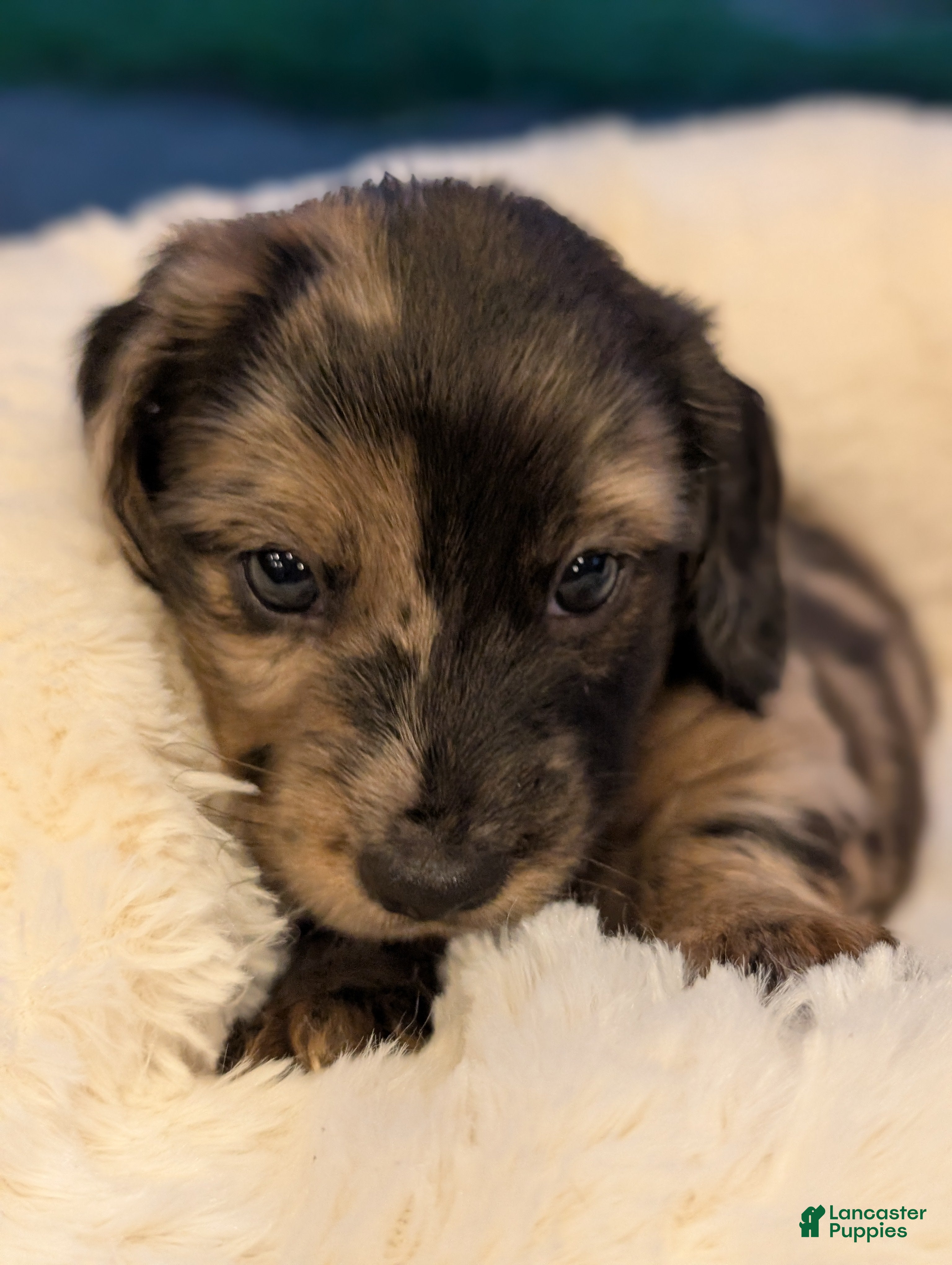 Miniature Dachshund dogs Tank - Ad 1