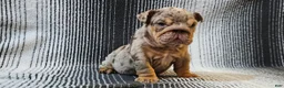 English Bulldog dogs for sale: English Bulldog Puppy 1 - Ad 3