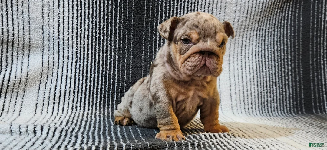 English Bulldog dogs for sale: English Bulldog Puppy 1 - Ad 3
