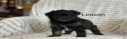 Pomapoo dogs for sale: Lonnie - Ad 11