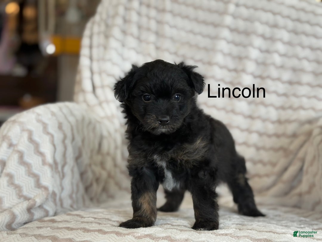 Pomapoo dogs for sale: Lonnie - Ad 11