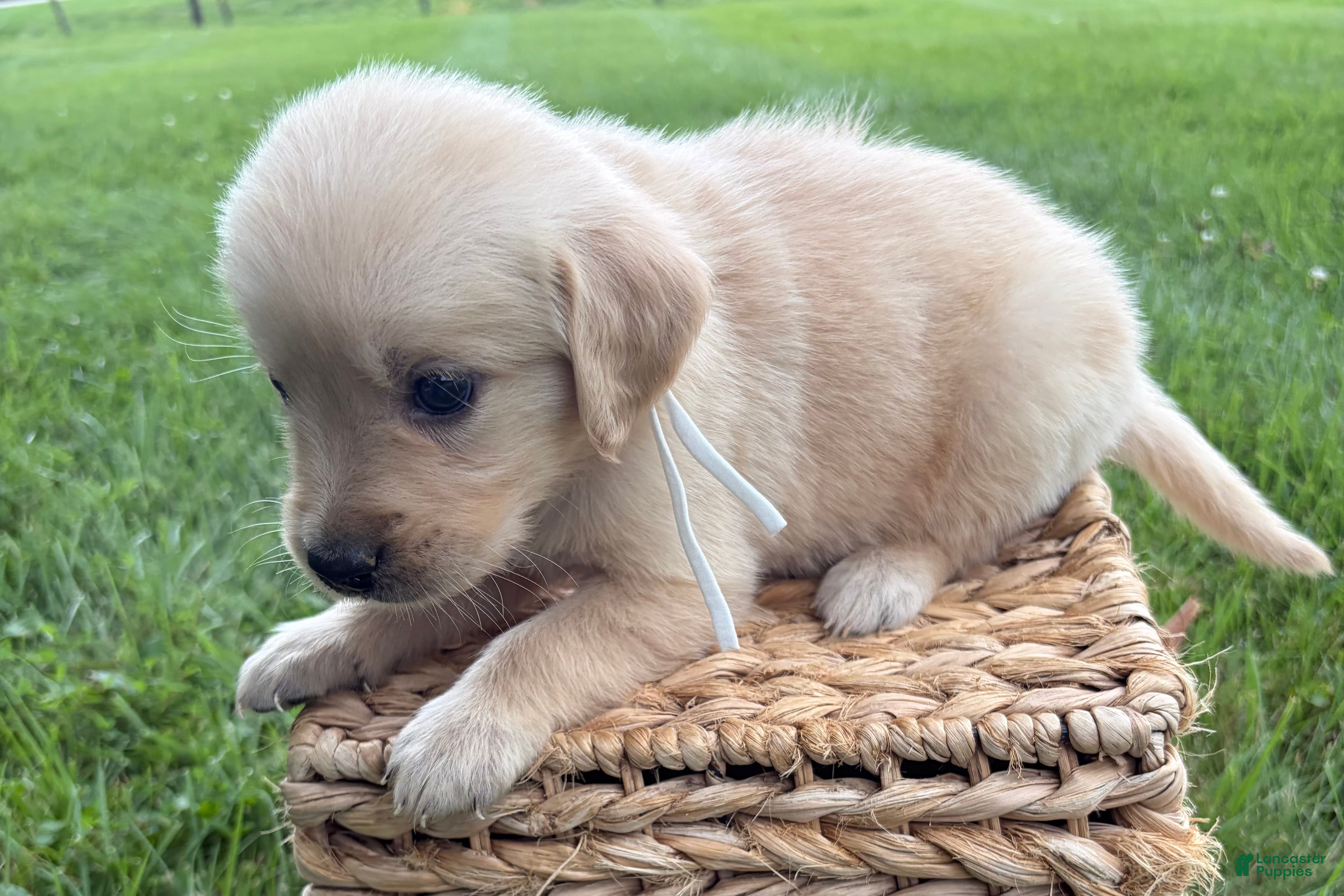 Golden Retriever dogs White - Ad 2