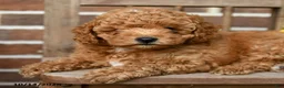 Miniature Poodle dogs for sale: Teddy - Ad 5