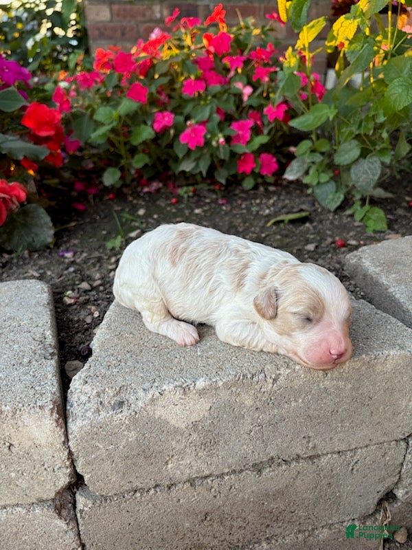 Cavapoo dogs Boy 5 - Ad 2