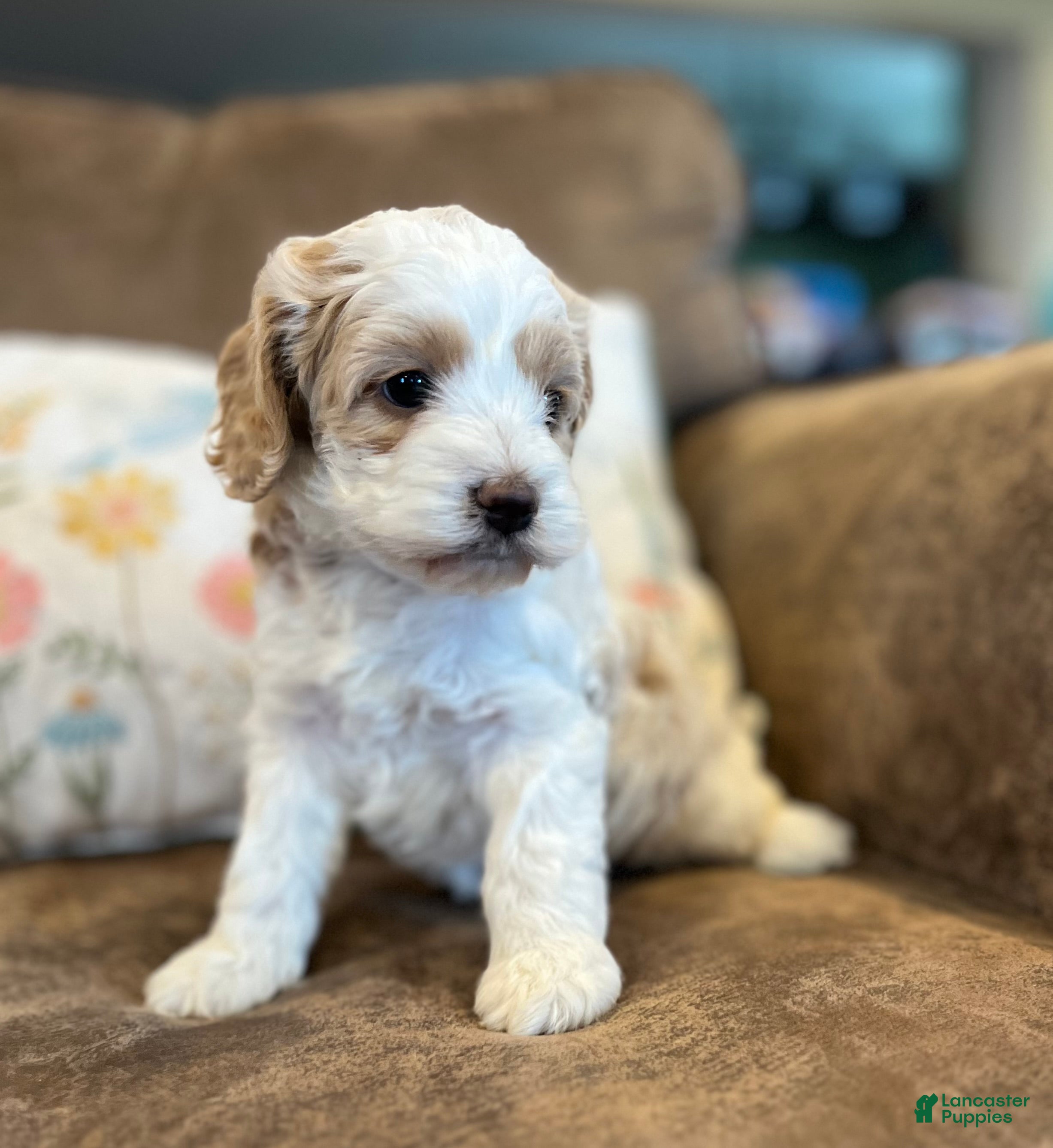 Cockapoo dogs Buff and white/brown and black nose  - Ad 12