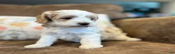 Cockapoo dogs for sale: Buff and white/brown and black nose  - Ad 1