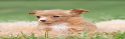 Chihuahua dogs for sale: Honeybee  - Ad 2
