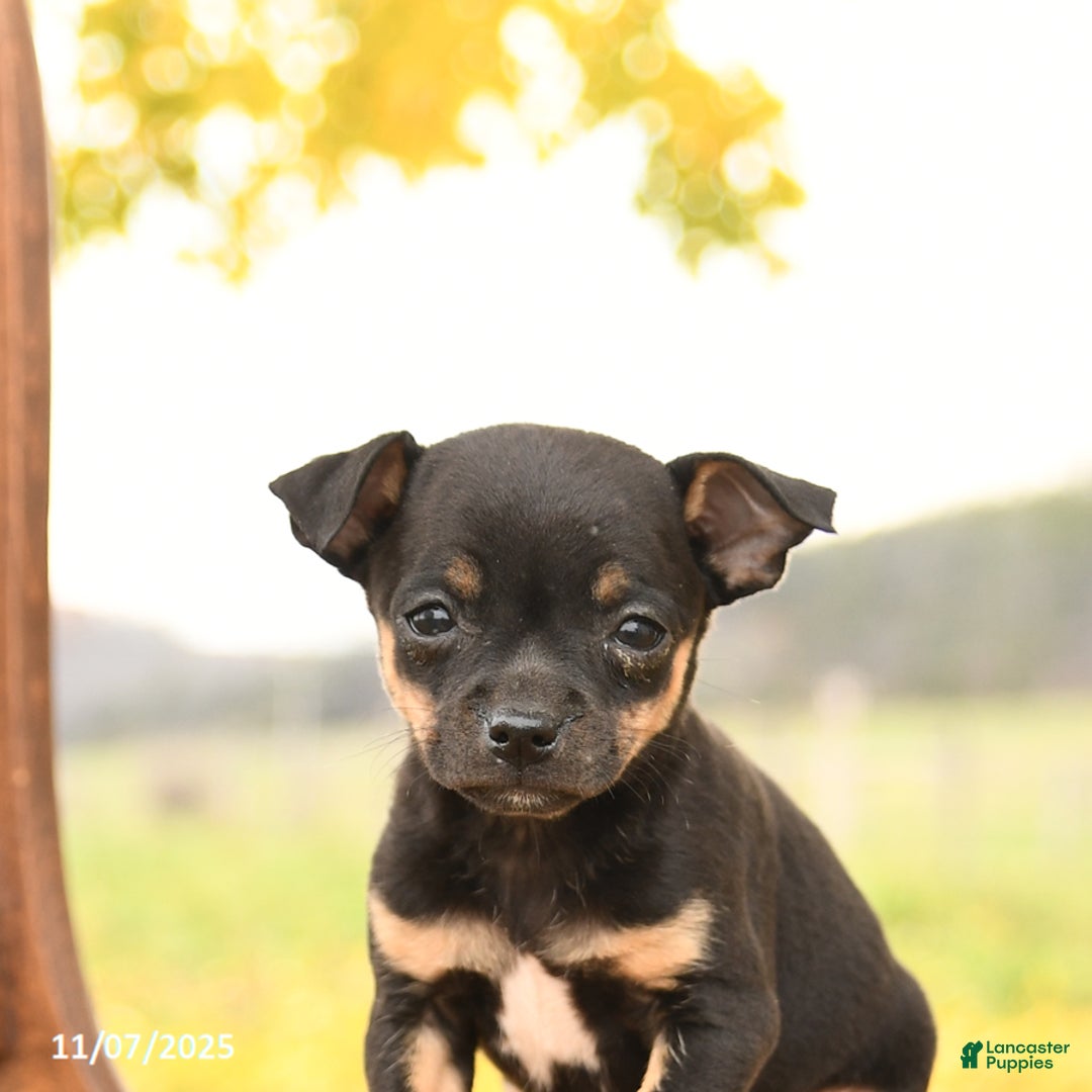 Chihuahua dogs for sale: Felix - Ad 4