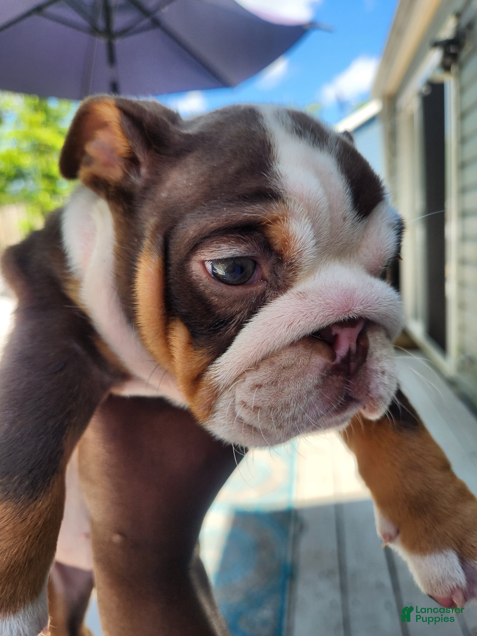 English Bulldog dogs Remy - Ad 2