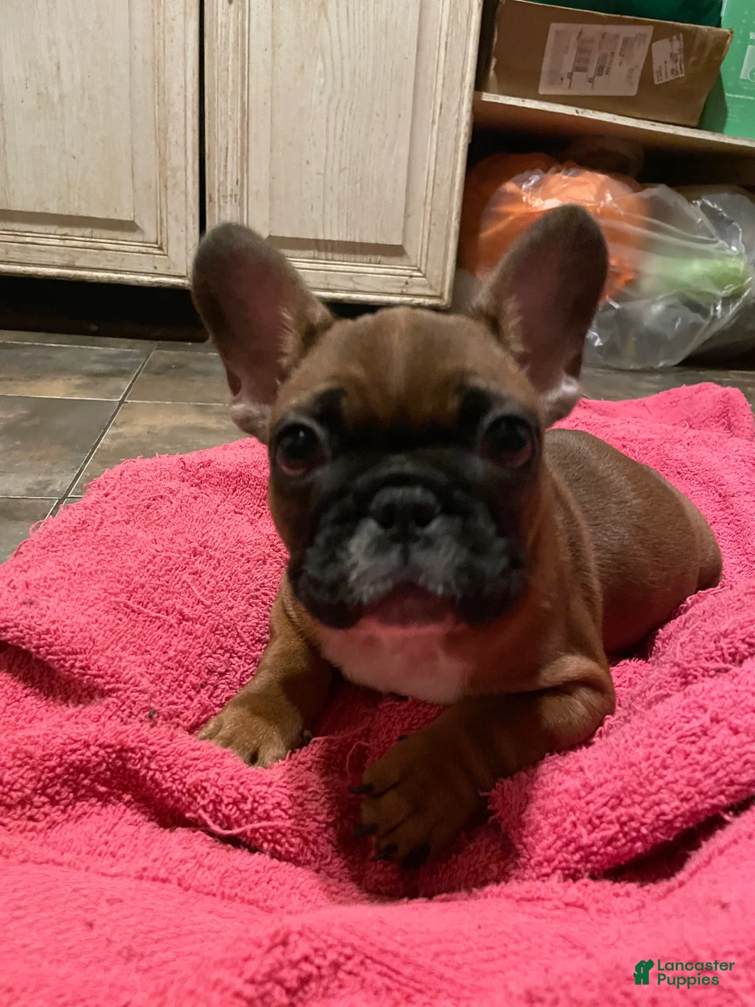 French Bulldog dogs for sale: Chase - Ad 1