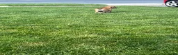 Mixed Breed dogs for sale: Bear  - Ad 4