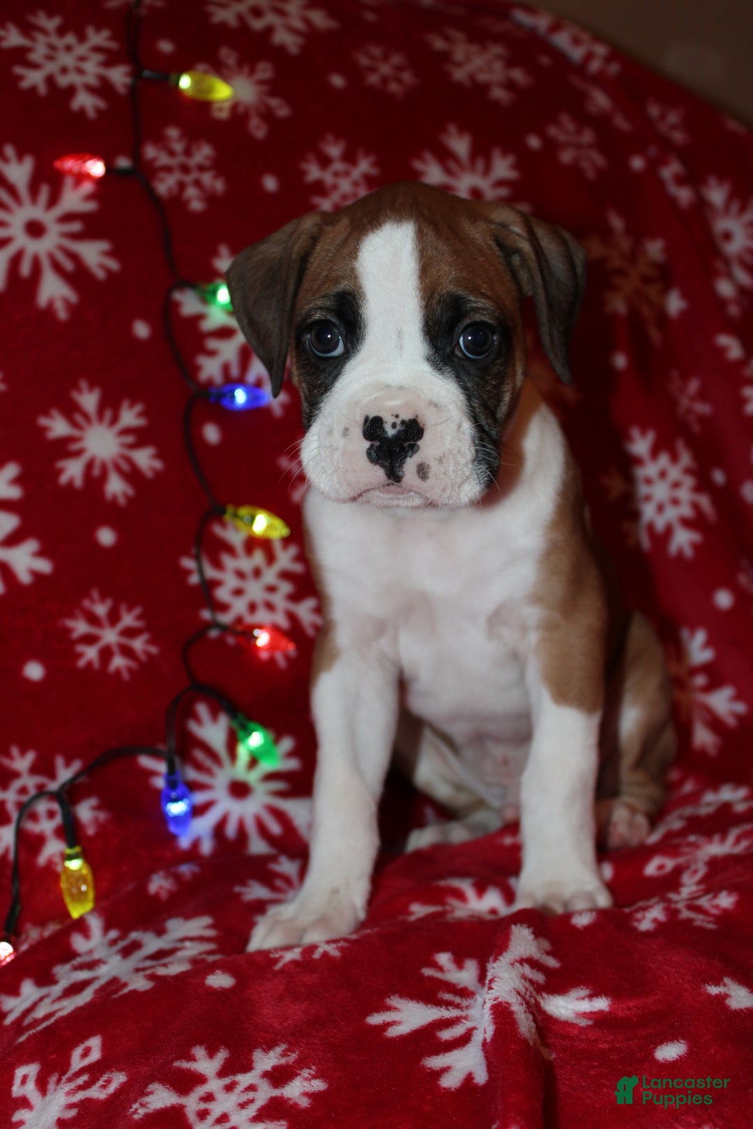 Boxer dogs for sale: Bruce - Ad 1