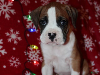 Boxer dogs Bruce - Ad 12