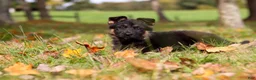 German Shepherd dogs for sale: Ryan - Ad 4