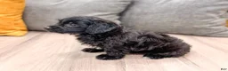 Yorkiepoo dogs for sale: Tonya - Ad 3