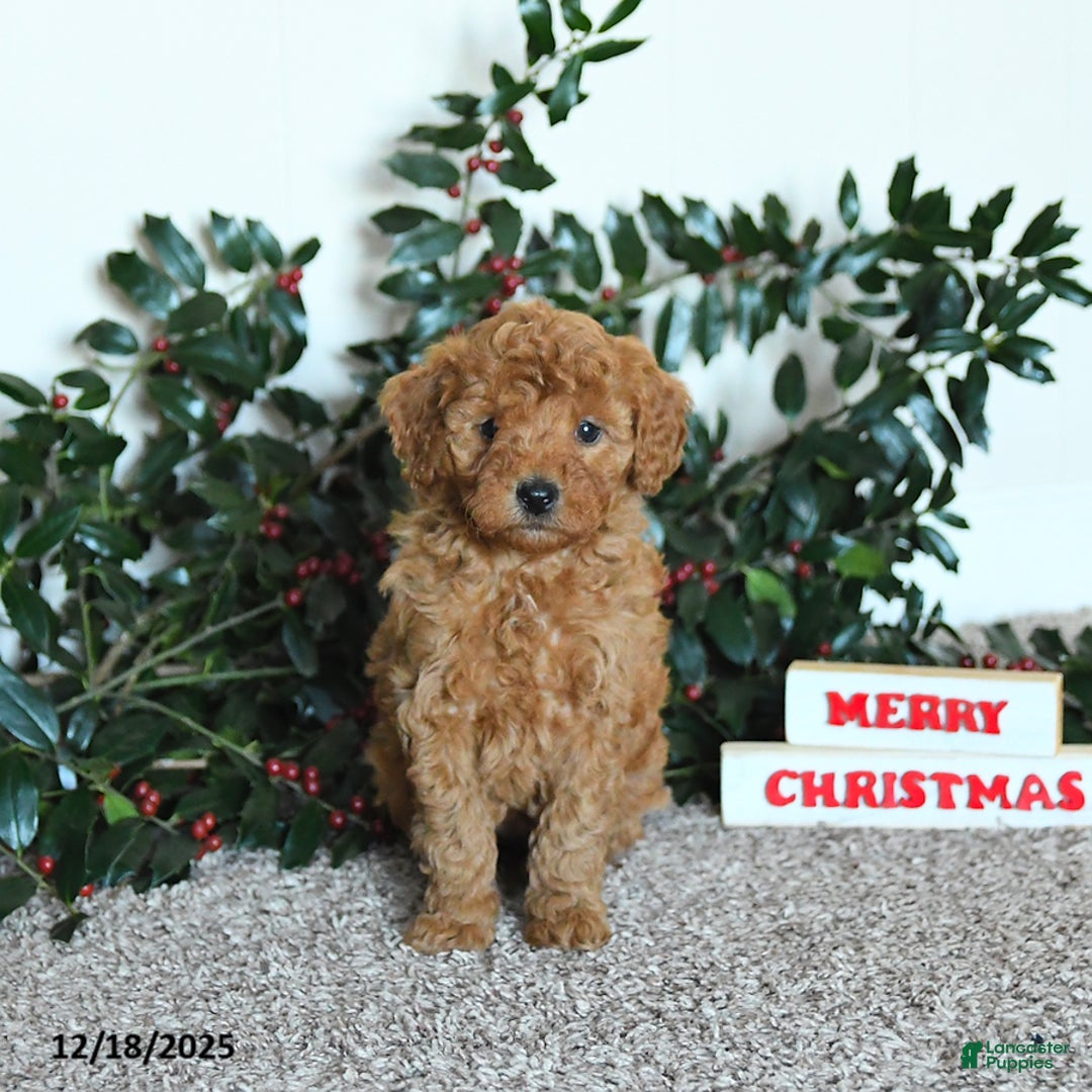 Mini Goldendoodle dogs for sale: Kimber - Ad 3