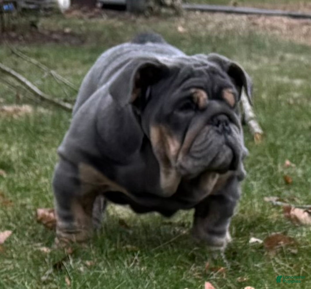 English Bulldog dogs for sale: Smoothie - Ad 1