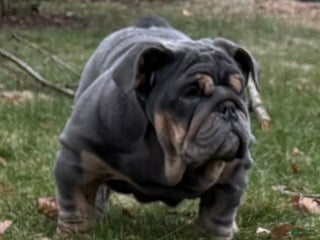 English Bulldog dogs Smoothie - Ad 37